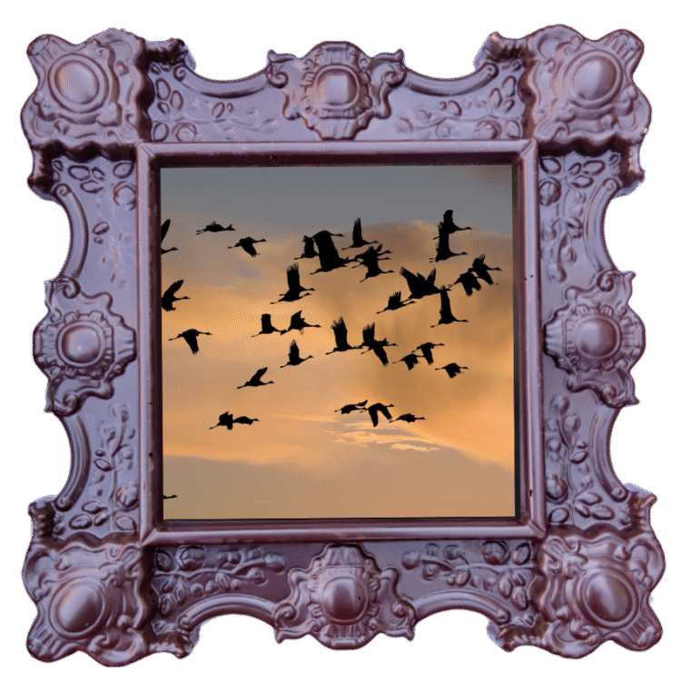 Beautiful Birds – Unique chocolate gift