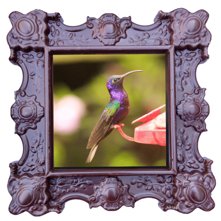 Beautiful Bird – Unique chocolate gift